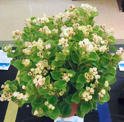 B. ‘Fairyland’